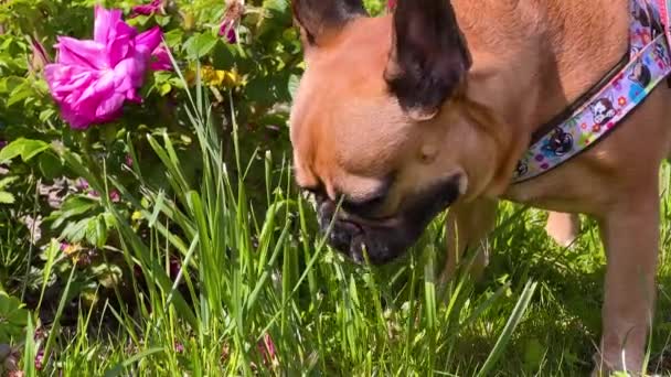 Bulldog Francês Comendo Grama Verde Jardim Adorável Mastigar Animal Estimação — Vídeo de Stock