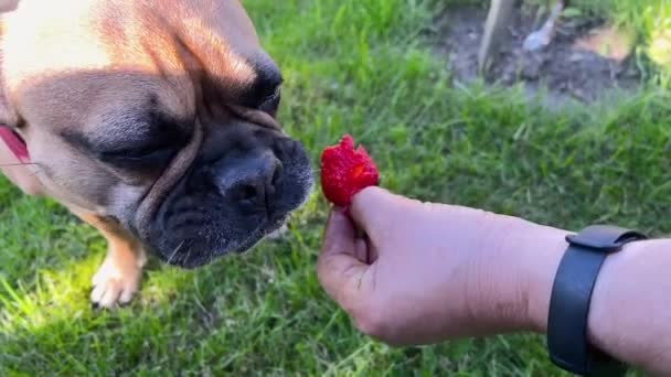 Komik Fransız Bulldog Sahibinin Elinden Çilek Yiyor — Stok video