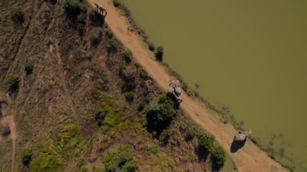 Güney Afrika Filleri Göletin Yanında Yürür Içerler Nsansız Hava Aracı — Stok video