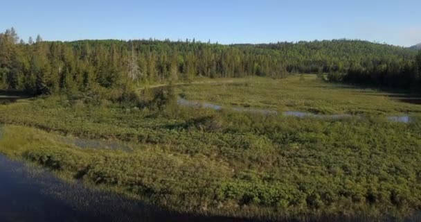 Aerial Shot Flying River Beautiful Forest Northern Ontario Canada — Wideo stockowe