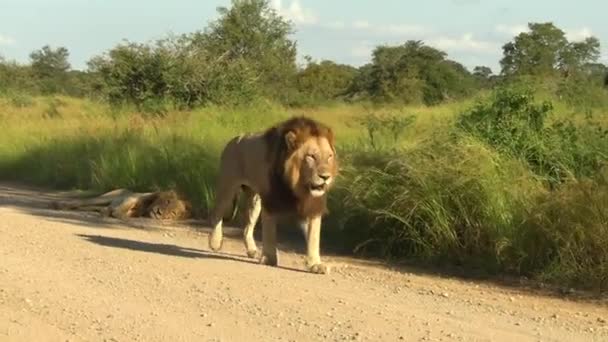 Large Male Lion Moves Close Camera Walks Dirt Road South — Vídeo de Stock