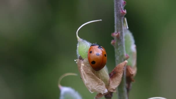 Coccinelle Sept Points Coccinella Septempunctata Reposant Sur Une Tête Graine — Video