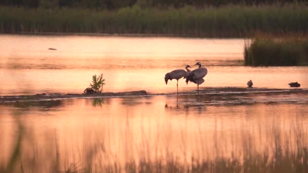 Red Crowned Crane Birds Water Fire Sunset Reflection Slow Motion – Stock-video