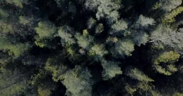Strzał Powietrza Przelatujący Nad Brzegiem Jeziora Następnie Nad Lasem Dużymi — Wideo stockowe