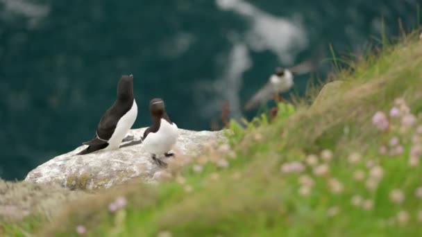 カメラは スコットランドの半田島の背景にターコイズブルーの水と飛んでいる海鳥と海鳥のコロニーの崖の端に海鳥のペア カミソリビル アルカ トルダ の周りにゆっくりとパンします — ストック動画