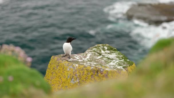 Razorbills Alca Torda Voa Mar Para Terra Lado Outro Razorbill — Vídeo de Stock