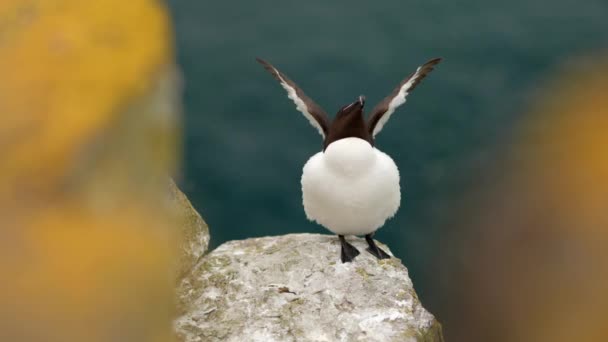 Razorbill Alca Torda Sits Edge Rock Looking Camera While Flapping — Stockvideo