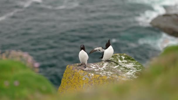 Pair Seabirds Razorbills Alca Torda Flapping Preening Wings While Sitting — Stock Video