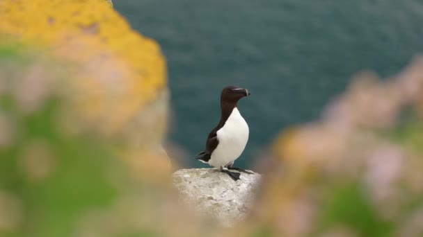 Razorbill Alca Torda Flaps Its Wings While Sitting Rock Cliff — Stok video