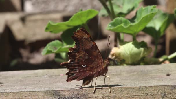 Comma Butterfly Polygonia Album Σκαρφαλωμένο Φτερά Του Κλειστά Ένα Φυτευτήρι — Αρχείο Βίντεο