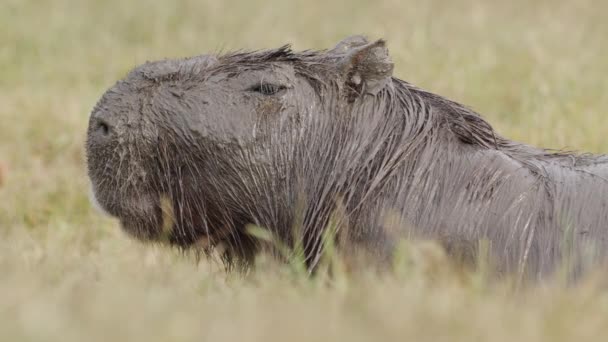 Portrait Rapproché Sur Visage Capybara Adulte Recouvert Boue Levant — Video