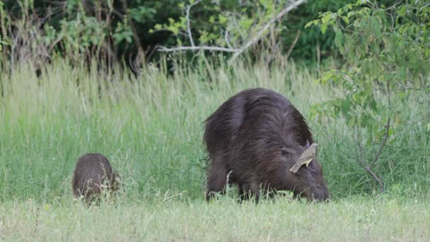 Bydło Tyran Ptak Czyszczę Symbioza Capybaras Kiedy Wypasam Się Pastwisko — Wideo stockowe