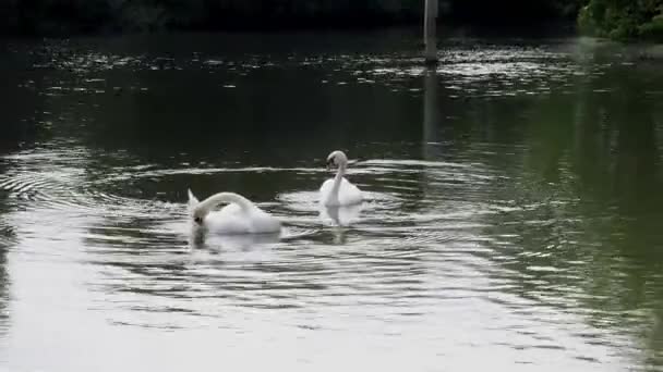 Batı Berkshire Thames Nehri Ndeki Purley Kazlar Ördekler Kuğular Gibi — Stok video
