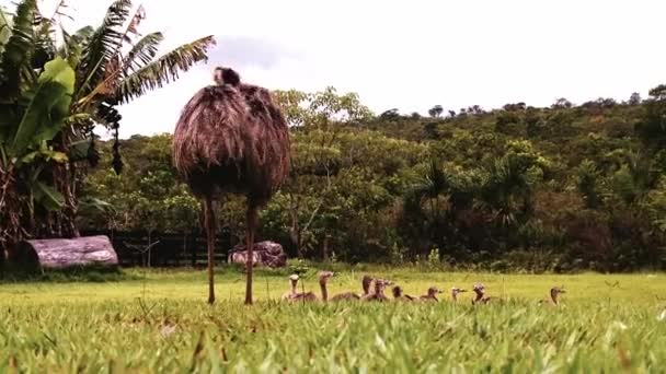 Female Emu Group Babies Hatchlings Farmer Field — Stock Video