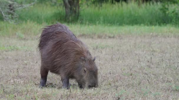 Ausgewachsene Wasserschweine Grasen Ruhig Auf Der Wiese Südamerikanisches Nagetier — Stockvideo