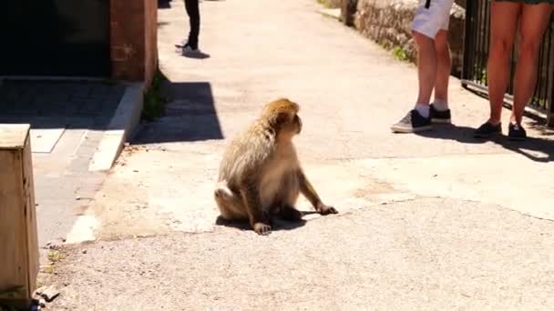 Abe Sidder Går Gaden Solrig Dag Gibraltar Tæt – Stock-video