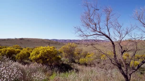 Flinders Rangers View Road — Stock video