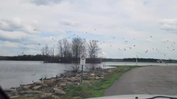 Flock Birds Flying Sky Nature Lake Usa Public Park — Stock Video