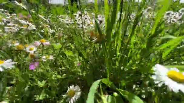 Tracking Shot Field Small Wild Daisy Flowers Low Angel Close — Stockvideo