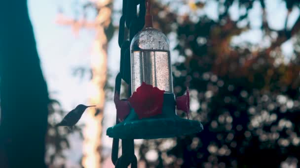 Colibri Bird Drinking Nectar Out Hummingbird Feeder Slow Motion — Stock videók