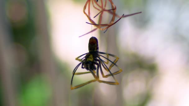 Orb Web Pókok Fajai Lógnak Selymes Pókhálóban Homályos Háttér Ellen — Stock videók