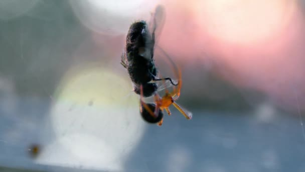 Close Red Widow Spider Its Prey Traapped Spiderweb Selektivní Zaměření — Stock video