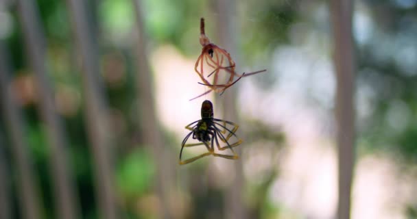 Duas Espécies Aranhas Penduradas Web Isoladas Contra Fundo Desfocado Largura — Vídeo de Stock