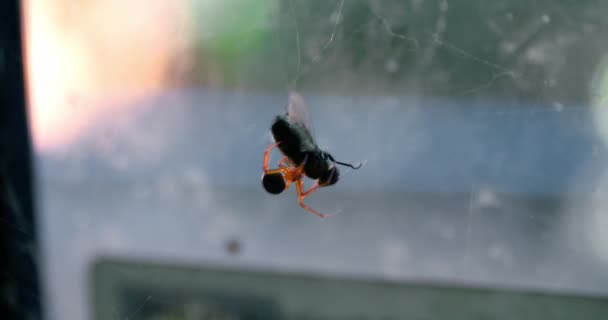 Änkan Spider Mot Glas Fönster Med Byte Insekt Fångad Spindelnät — Stockvideo