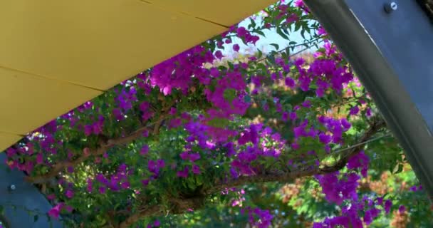Magenta Bougainvillea Flowers Arbour Curls South Bank Parklands South Brisbane — стоковое видео