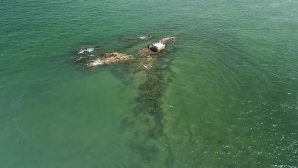 Aerial View Bird Resting Middle Sea — Stock video