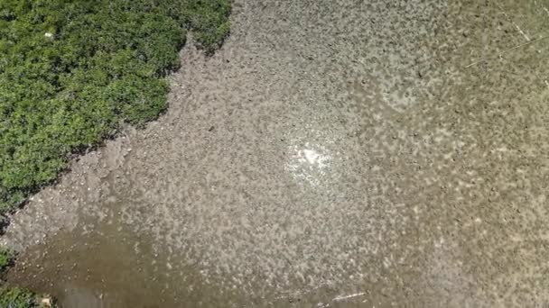 Aerial View Mangrove Forest Hong Kong Unesco Global Geopark Sai — стоковое видео