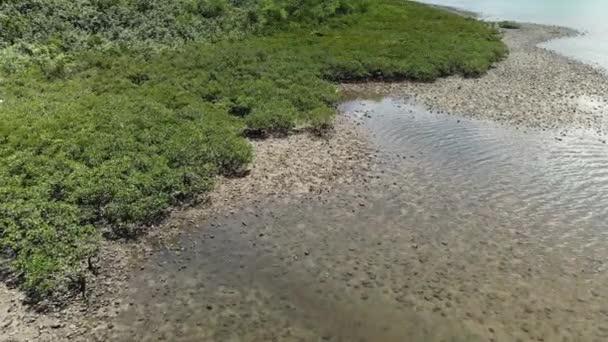 Mangrove Forest Hong Kong Unesco Global Geopark Sai Kung Drone — Stock video