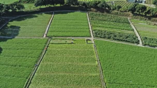 Aerial Panoramic View Agricultural Scenery Farming Fields Yuen Long Hong — Wideo stockowe