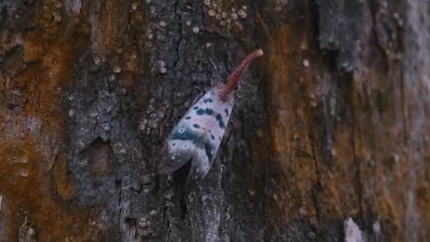 Moving Right Sideways Bark Tree Lantern Bug Pyrops Ducalis Khao — Wideo stockowe