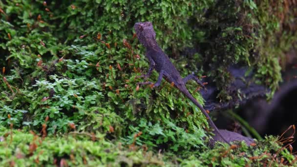 Seen Resting Diagonally Moss Some Insect Moves Its Eye Brown — Stock Video