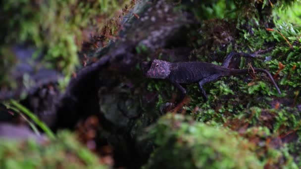 Der Braune Pricklenaffe Acanthosaura Lepidogaster Khao Yai Nationalpark Sieht Direkt — Stockvideo