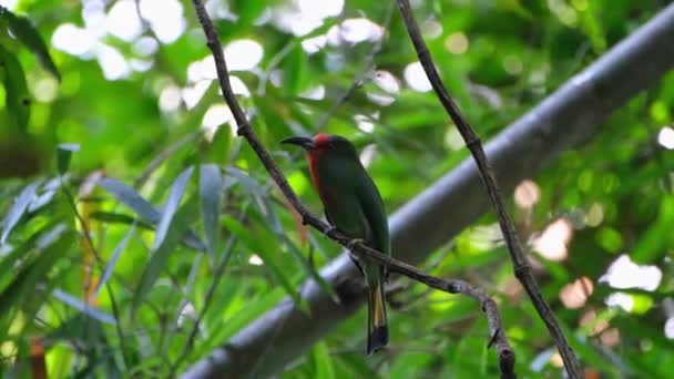 Seen Deep Jungle While Perched Vine Looking Red Bearded Bee — Video