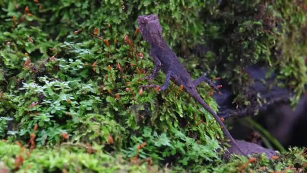 Positioned Diagonally Facing Left Camera Zooms Out Brown Pricklenape Acanthosaura — Vídeo de Stock