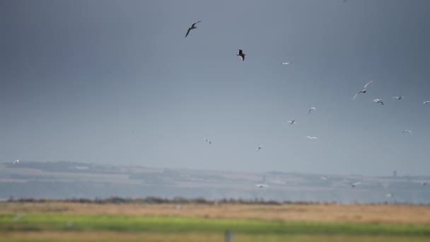 Seagulls Flying Chaotically Green Fields Slow Motion — Stok video