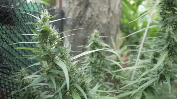 Hemp Cannabis Bud Plant Blooming Female Marijuana Flower — Wideo stockowe