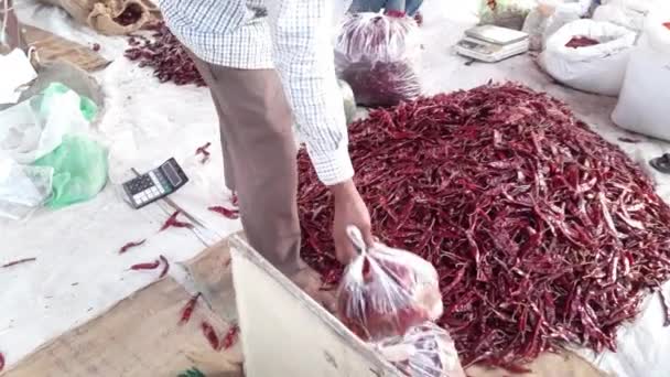 Chili Pepper Seller Selling Varieties India Red Dry Chilies Mirchi — Vídeo de Stock