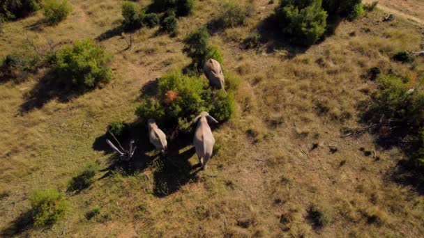 Aerial Static View Three African Elephants Eating Tree Sunset Savannah — Video Stock