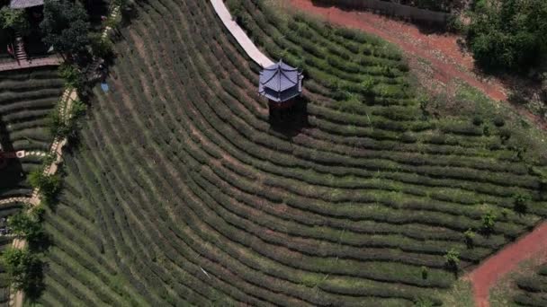 View Tea Plantation North Thailand Early Morning Time Ban Rak — Stok Video