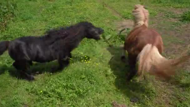 Black Brown Shetland Pony Fighting Rural Field Close — Video