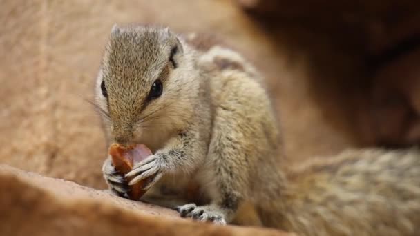Macro Videography Squirrel Eating Chocolate Khajuraho Madhya Pradesh — 图库视频影像