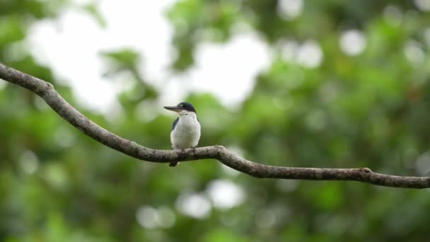 Collared Kingfisher Perching Grooming Bokeh Green Nature Background — Stockvideo