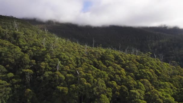 Drone Shot Forest Tasmania — Video Stock