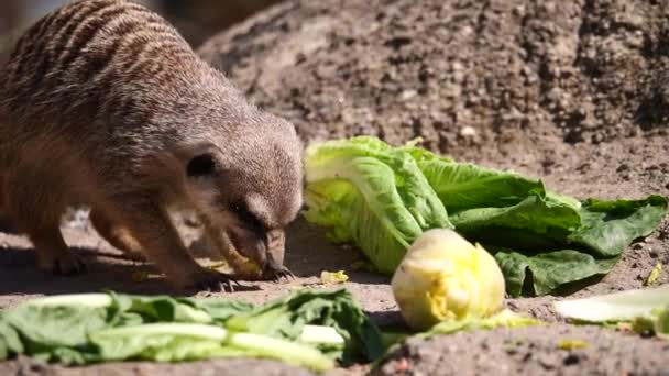Κοντινό Πλάνο Του Meerkat Τρώει Λαχανικά Από Έδαφος Στο Ζωολογικό — Αρχείο Βίντεο