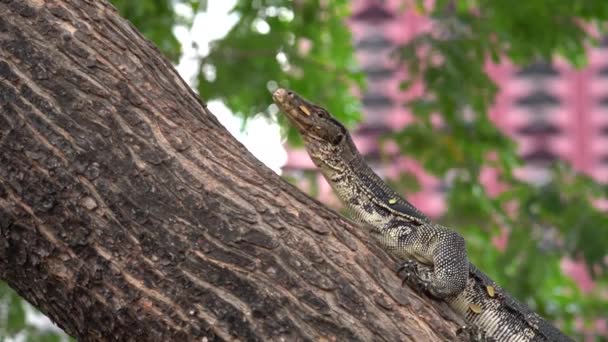 Young Monitor Lizard Sitting Tree Lumpini Park Building Background Bangkok — 图库视频影像
