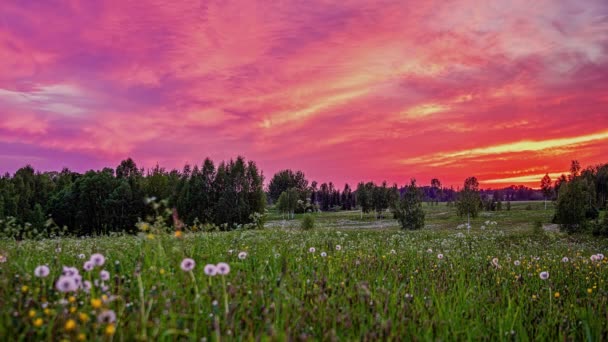 Time Lapse Shot Flying Clouds Overgrown Pasture Purple Sunset Sky — Stockvideo